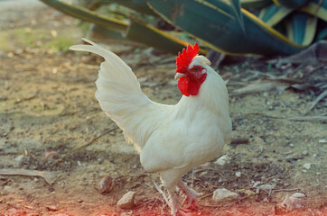 Tapada das Necessidades
35mm film 
Canon EOS 3 + 50mm 1.8