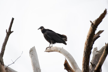 Black Vulture