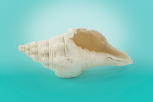 concha natural, caracol