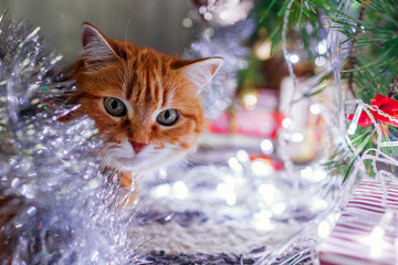 Portrait of ginger cat lying under Christmas tree playing with lights and tinsel at home. Pet has fun. New year vibe