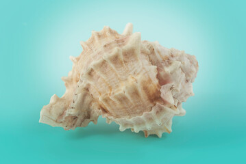 concha natural, caracol