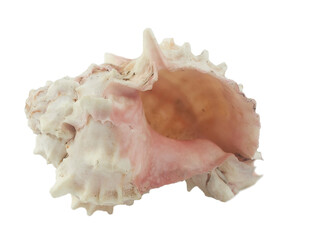 concha natural, caracol