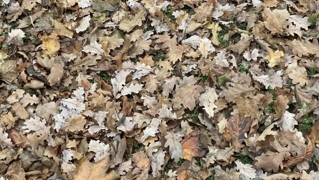 Dry fallen oak tree leaves on the ground. Autumn cover on the ground