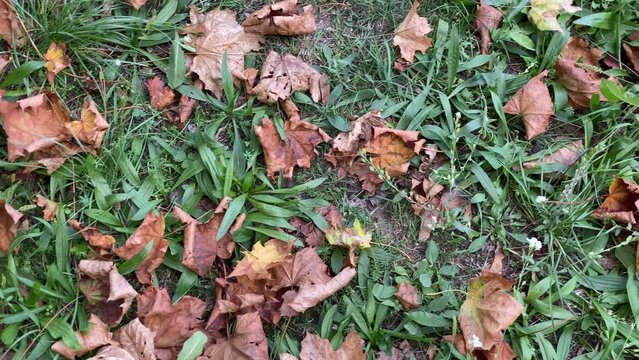 Dry leaves on green grass, in early autumn
