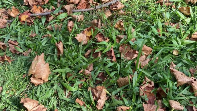 Dry leaves on green grass, in early autumn