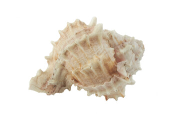 concha natural, caracol