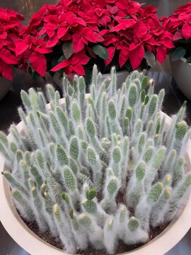 Cephalocereus senilis cactus poinsettia