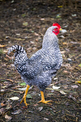 A gray-white motley chicken walks on a farm in the village.