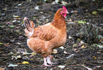 a beautiful brown hen walks around the farm in the village.
