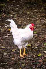 White beautiful chicken walks around the farm in the village.