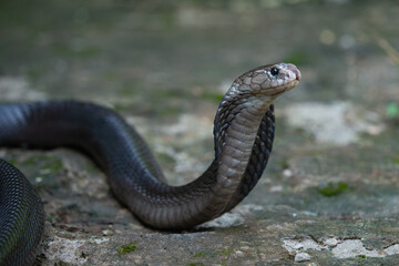 A javan spitting cobra naja sputatrix spreading its hood to intimidate enemy, cobra often being a threat in a settlement in indonesia 