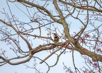 Northern Flicker
