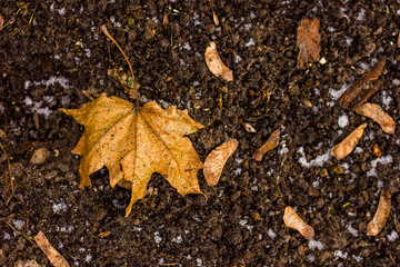 orange-red maple leaf fallen on loose ground with a texture shot from a close distance from above, as well as maple seeds in autumn or winter