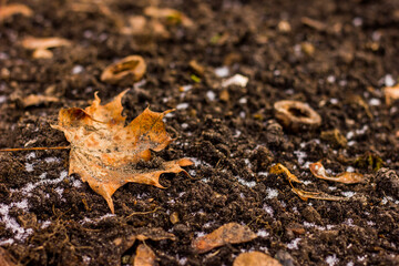 brownish-red textured twisted maple leaf fallen on loose brown ground, shot at close range from ground level against the background of foliage of roots and branches in the afternoon in autumn