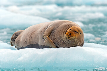 Bearded Seal Lounging on an Ice Floe © wildnerdpix