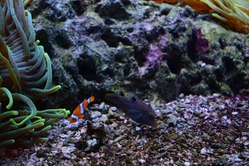 Closeup of a clownfish (Nemo) swimming underwater stones and corals around