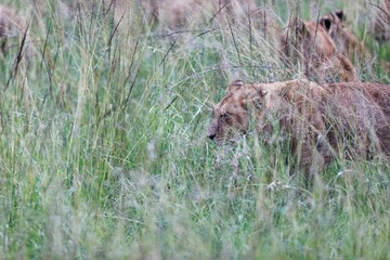Closeup artistic out-of-focus shot of cape lions in the grass blurred background