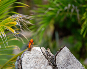 Rasputin est un foudi de Madagascar photographié à Mahé aux Seychelles 