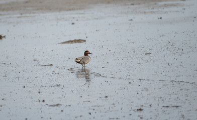 Green Winged Teal