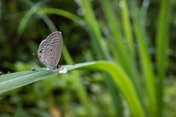small butterfly perched on a leaf