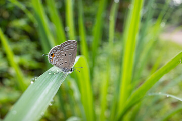 small butterfly perched on a leaf