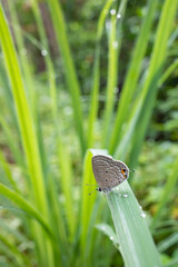 small butterfly perched on a leaf