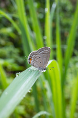 small butterfly perched on a leaf