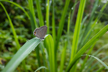 small butterfly perched on a leaf