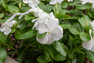 Vinca Cora Cascade White Flowers In The City Planter