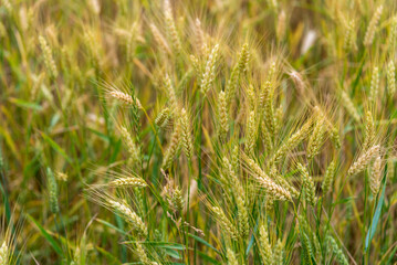 A Field Of Barley Or Wheat Approaching Harvest