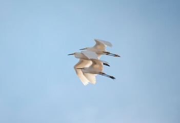 Snowy Egret