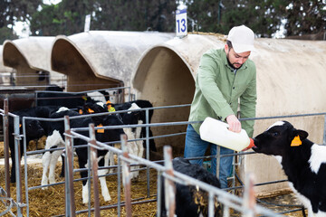 Man farmer feeding calves with milk in outdoor stall. © JackF