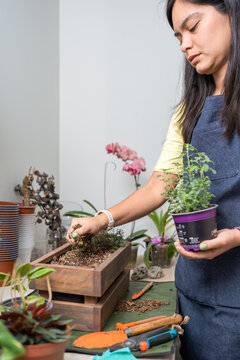 Woman planting seedling in wooden pot