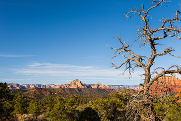 lone tree overlooking red rock valley