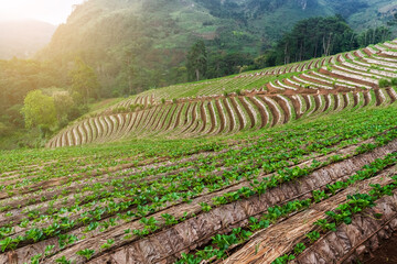 Landscape of Strawberry garden with sunrise at Doi Ang Khang , Chiang Mai, Thailand.