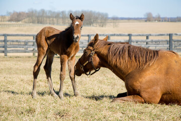 Baby Horse and Momma