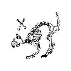 vector illustration of cat bone skeleton