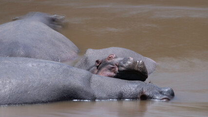 Fototapeta premium Break time
