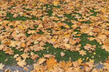 Fallen yellow maple leaves on the green lawn in the yard in autumn