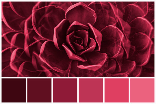 Color palette of succulent plants colored by Viva Magenta tone 2023. Trendy pink and magenta swatches of similar colours