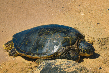 turtle on the beach