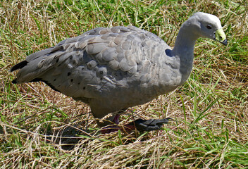 Cape Barren goose and chick rest on the Phillip Island outcrop-Victoria.JPG, Cape Barren goose and chick stand on the Phillip Island outcrop-Victoria., Cape Barren Goose wanders through the grassy 