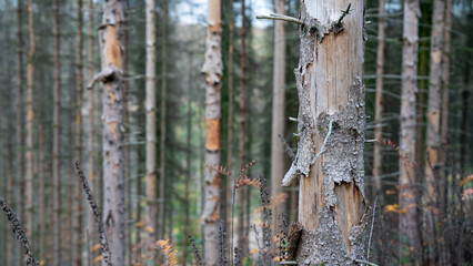 German forest with dead trees