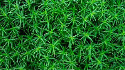 Moss bed in a German forest