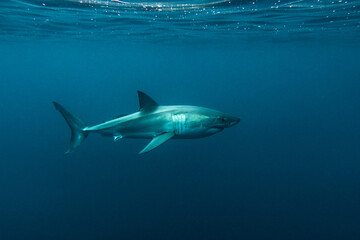 Great white shark swimming below the ocean's surface