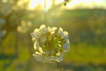 Cherry blossoms in full blooming against the sky. White cherry blossoms wallpaper background. Soft Focus
