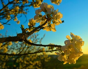 Cherry blossoms bloomed. Cherry branch in blossom. Cherry tree in bloom