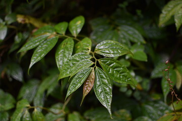 Closeup Leaves in Thailand