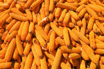 Many mature corn are stacked together