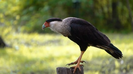 eagle detailed close up in  slow motion of Central America eagle hawk ready for eating 